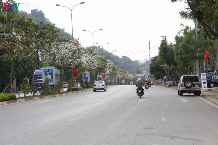 Bunga Ban – bunga melambangkan  gunung dan hutan di daerah Tay Bac - ảnh 2