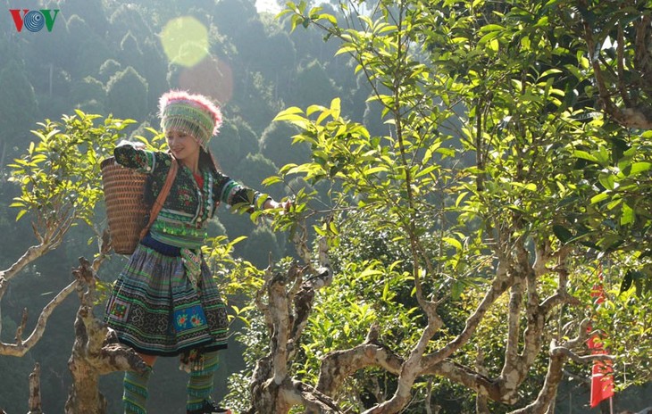 Teh Shan Tuyet Suoi Giang – Aroma dari daerah hutan pegunungan Tay Bac - ảnh 1