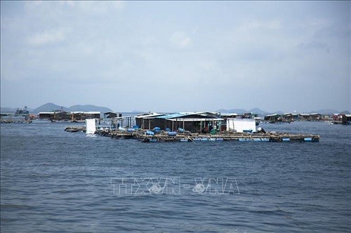 Asosiasi Budidaya Hasil Laut Vietnam: Menghimpun Kekuatan Multicabang  untuk Mengembangkan Ekonomi Laut - ảnh 1