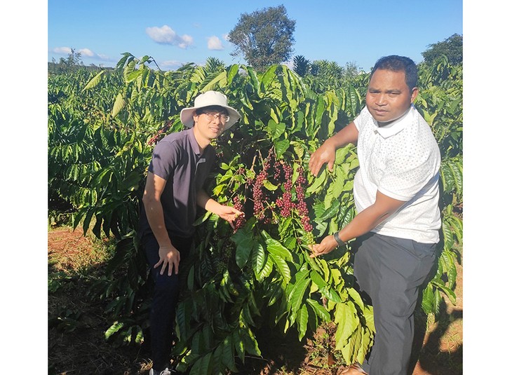 Warga Bahnar di Provinsi Gia Lai Memproduksi Kopi Sesuai Standar Ekspor - ảnh 2