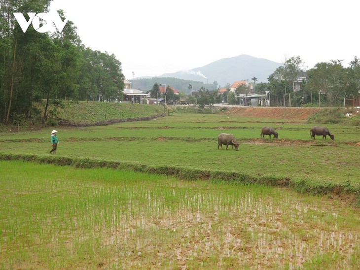 Warga Etnis Minoritas Hre Ceritakan Kisah “Pak Kerbau” yang Turut Entaskan Kemiskinan - ảnh 2