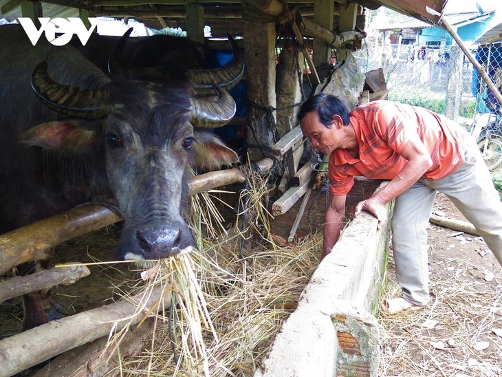 Warga Etnis Minoritas Hre Ceritakan Kisah “Pak Kerbau” yang Turut Entaskan Kemiskinan - ảnh 1