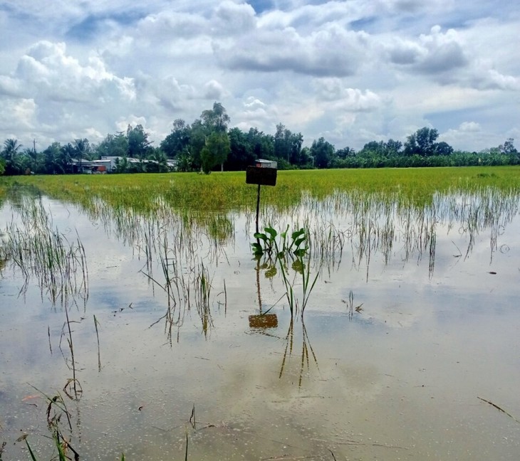 Provinsi Hau Giang Masuki Musim Budi Daya Ikan di Musim Air Pasang” - ảnh 1