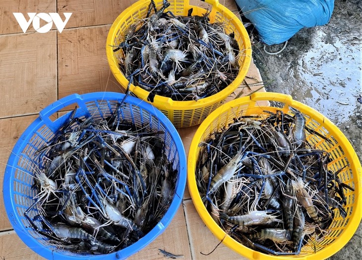 Efektivitas Pola Budi Daya Udang Galah di Sawah Padi di Provinsi Ca Mau - ảnh 1