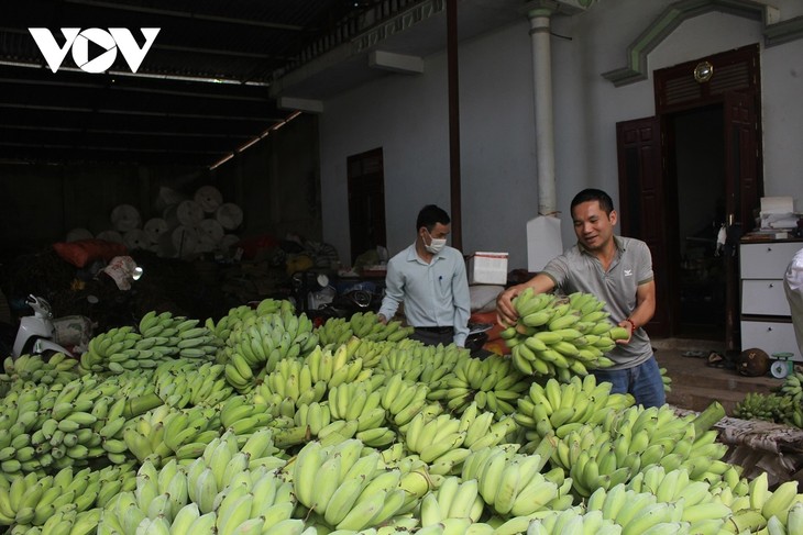 Warga Kabupaten Muong La, Provinsi Son La, Kembangkan Pohon Pisang Awak - ảnh 1