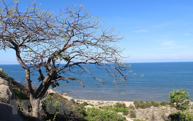 Cagar Biosfer Dunia Nui Chua - Destinasi Wisata yang Menarik di Vietnam - ảnh 1