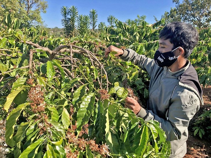 Para Petani yang Berbahagia - ảnh 1