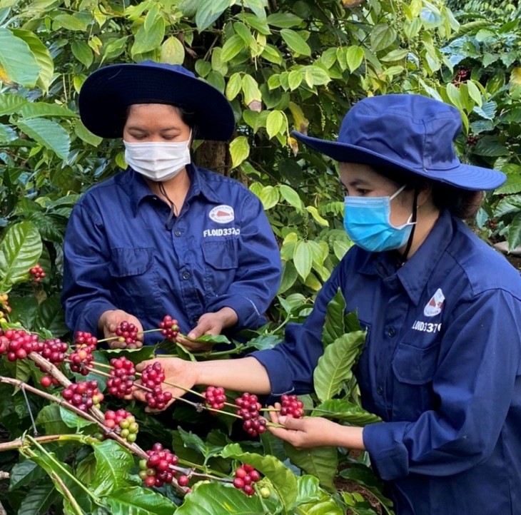 Warga Etnis-Etnis di Provinsi Dak Lak Mengubah Kebiasaan Dalam Produksi Pertanian - ảnh 2