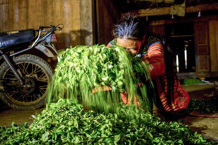 Teh Shan Tuyet yang Khas di Ta Xua, Provinsi Son La - ảnh 9