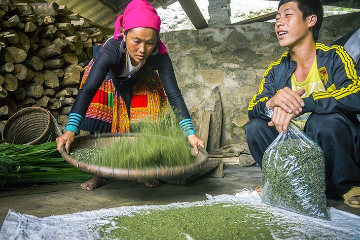 Teh Shan Tuyet yang Khas di Ta Xua, Provinsi Son La - ảnh 11