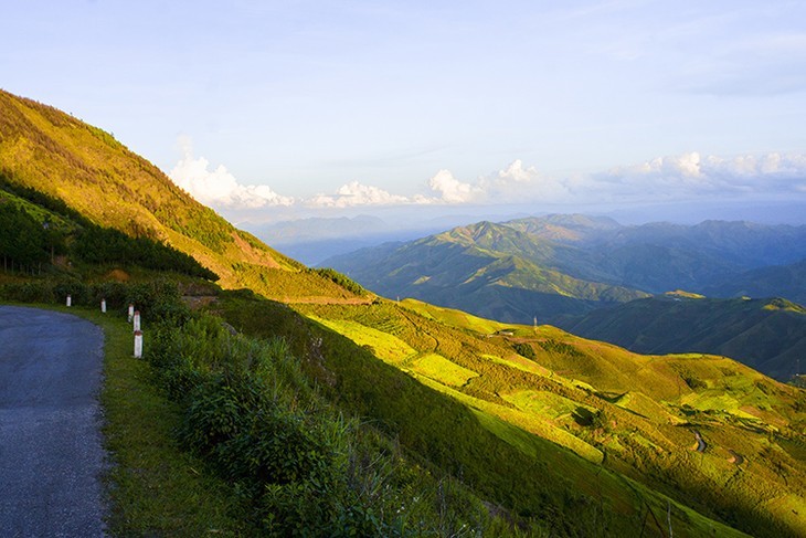 Teh Shan Tuyet yang Khas di Ta Xua, Provinsi Son La - ảnh 1