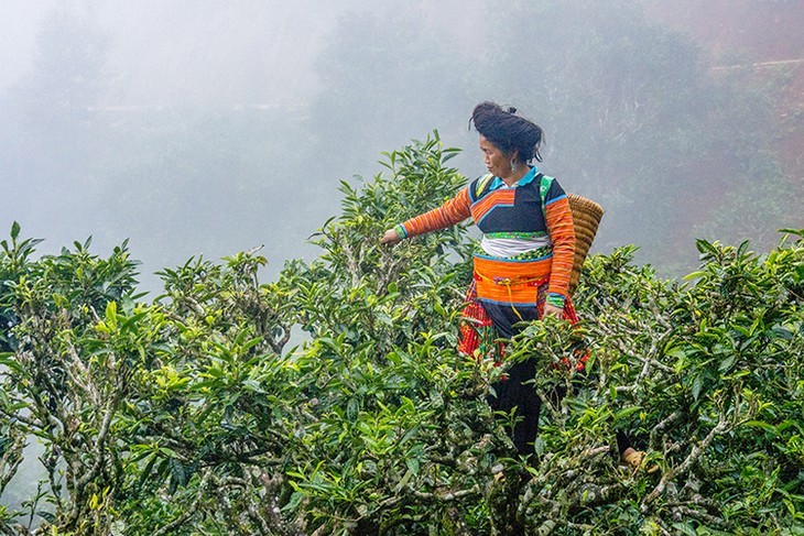 Teh Shan Tuyet yang Khas di Ta Xua, Provinsi Son La - ảnh 2