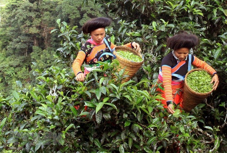 Teh Shan Tuyet yang Khas di Ta Xua, Provinsi Son La - ảnh 3