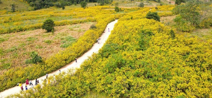 Bunga Kipait Berwarna-warni di Gunung Berapi Chu Dang Ya - ảnh 10