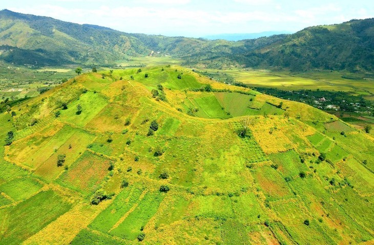 Bunga Kipait Berwarna-warni di Gunung Berapi Chu Dang Ya - ảnh 2