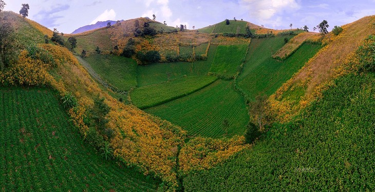 Bunga Kipait Berwarna-warni di Gunung Berapi Chu Dang Ya - ảnh 6