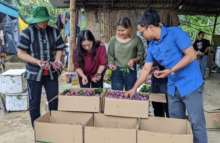 Buah Plum di Propinsi Son La Terus Berada di Misi-Misi Penerbangan ke Seluruh Dunia - ảnh 1