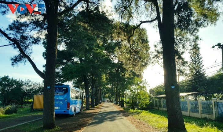 Menjelajahi Jalan Pinus Berusia Ratusan Tahun di Provinsi Gia Lai - ảnh 1