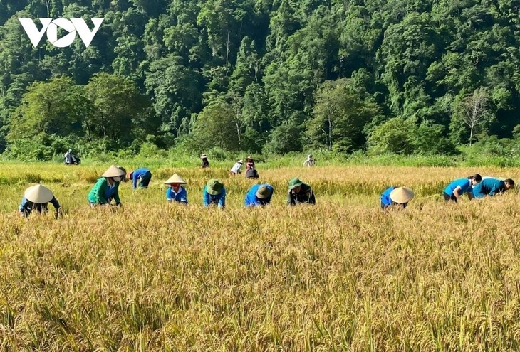 Warga Etnis Minoritas Ruc Membangun Desa yang Cukup Sandang Cukup Pangan - ảnh 3