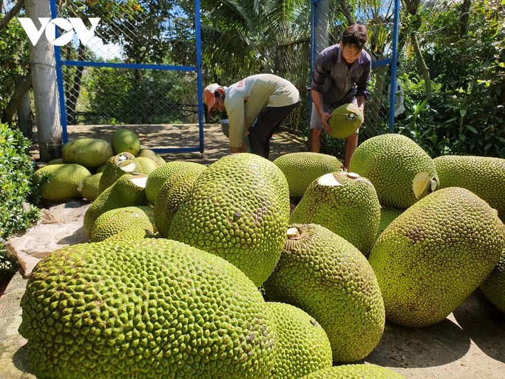 Perkenalan tentang Buah Nangka di Vietnam - ảnh 1