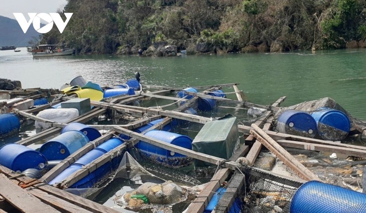Budidaya Hasil Laut di Provinsi Quang Ninh Beradaptasi dengan Bencana Alam - ảnh 1