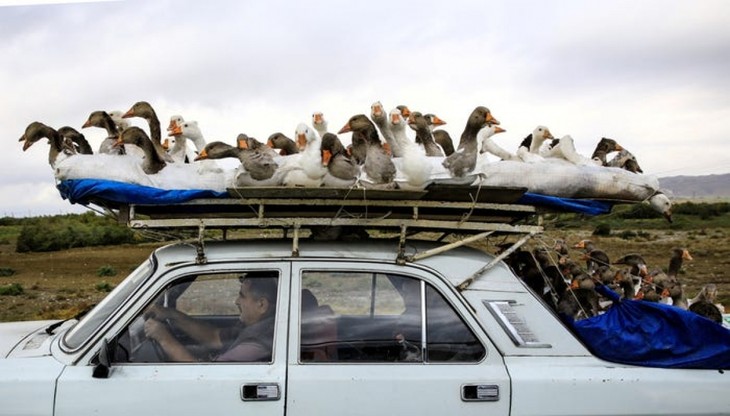 Local elderly man with five-metre long hair among strangest photos of the year - ảnh 14