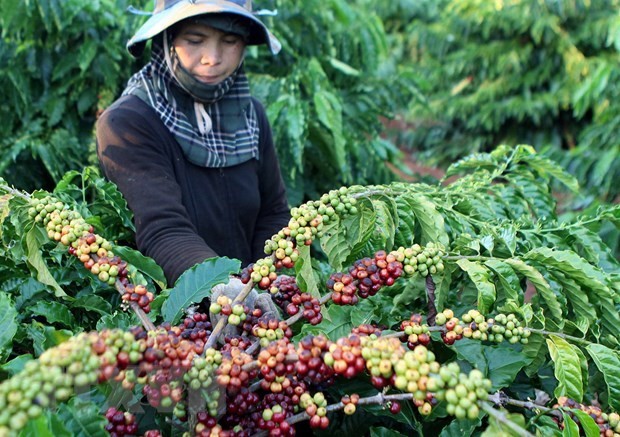 Vietnam exports over 1.7 million tonnes of coffee in 2020 - ảnh 1