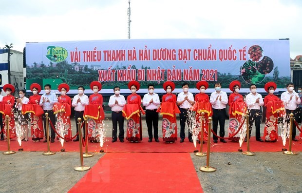 Lychee harvest season gets underway in Hai Duong - ảnh 1