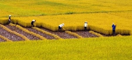 Широкое распространение модели больших полей в стране - ảnh 1