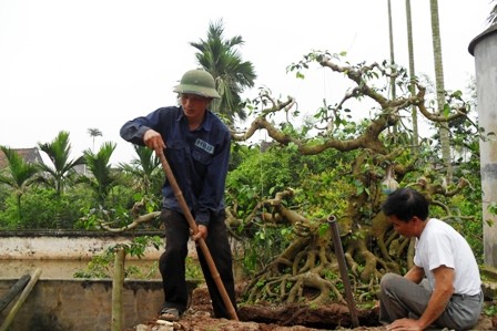 Hải Sơn - Nơi cây cảnh ươm mầm giấc mơ làm giầu - ảnh 3