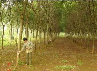 Huyện Nam Đông, tỉnh Thừa Thiên Huế chung tay xây dựng nông thôn mới - ảnh 1