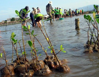 Cộng đồng tham gia bảo vệ môi trường và thích ứng với biến đổi khí hậu ở vùng đầm phá - ảnh 1