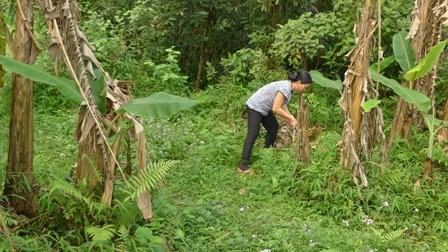 Chị Ninh Móc Sầu, vươn lên thoát nghèo bằng mô hình nuôi lợn rừng - ảnh 2