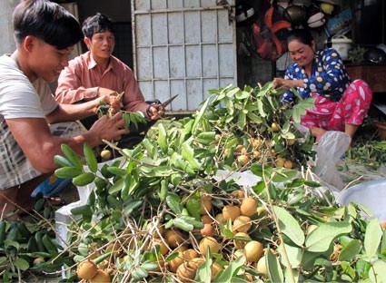 Phát huy tiềm năng kinh tế vườn qua các mô hình trồng nhãn xuồng cơm vàng theo hướng VietGap - ảnh 1