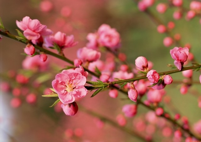 Chương trình “Du xuân hữu nghị năm 2018”: Góp phần thắt chặt tình hữu nghị với các đại biểu quốc tế  - ảnh 1