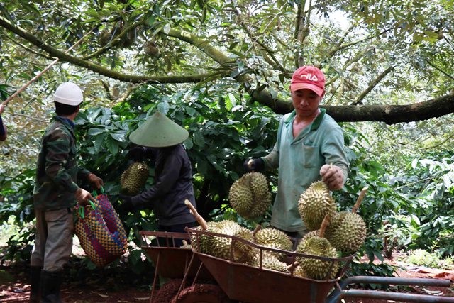 Sầu riêng Krông Pách – Phát huy lợi thế để phát triển bền vững - ảnh 3