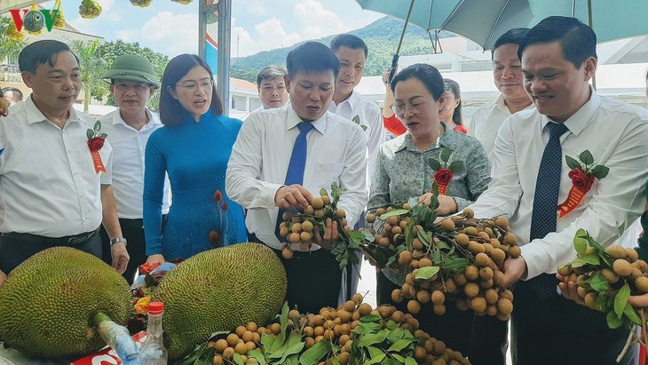 Gần 30 tấn nhãn huyện Sông Mã (Sơn La) xuất khẩu chính ngạch sang Trung Quốc - ảnh 1