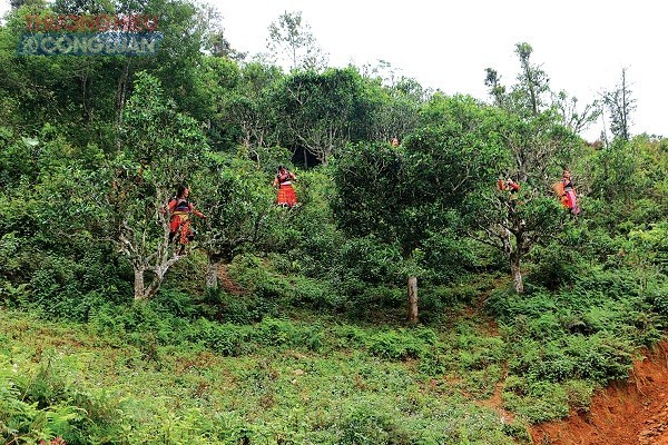 Khởi nghiệp từ sản phẩm chè Shan tuyết cổ thụ Tà Xùa - ảnh 1