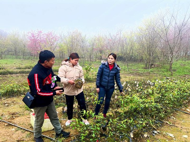 Chị Hà Thị Tuyến - người góp phần làm đẹp, làm giàu cho vùng đất Mường Khương - ảnh 2