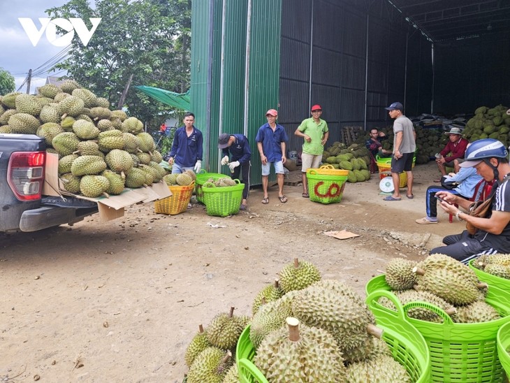 Người dân miền núi Khánh Hoà chuyển đổi canh tác theo hướng hữu cơ - ảnh 1