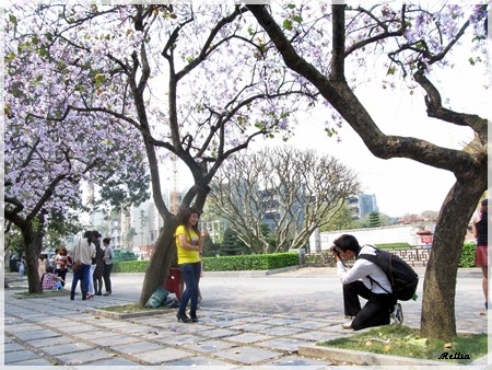 Musim bunga Ban  pada  Maret saban tahun di Hanoi - ảnh 6