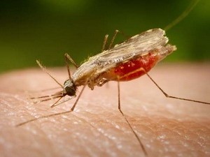 Konferensi tahunan APMEN tentang penyakit malaria - ảnh 1