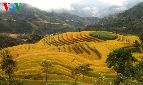 Sawah terasering Hoang Su Phi - ảnh 7