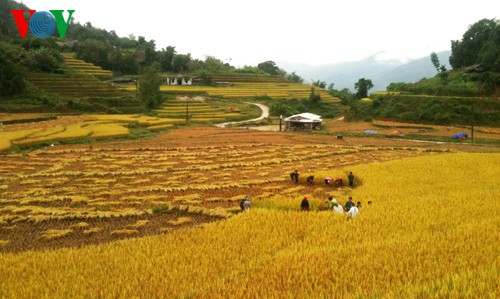 Sawah terasering Hoang Su Phi - ảnh 8