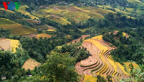 Sawah terasering Hoang Su Phi - ảnh 9