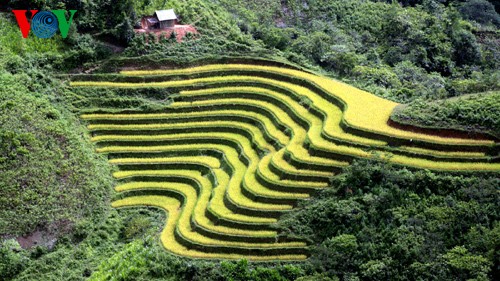 Sawah terasering Hoang Su Phi - ảnh 4