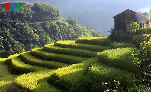 Sawah terasering Hoang Su Phi - ảnh 5