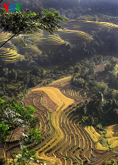 Sawah terasering Hoang Su Phi - ảnh 6