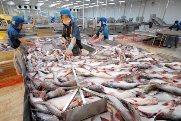 Restrukturisasi usaha produksi ikan patin - ảnh 1