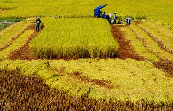 Restrukturisasi bidang pertanian : muncul “model-model” untuk  masa depan - ảnh 2